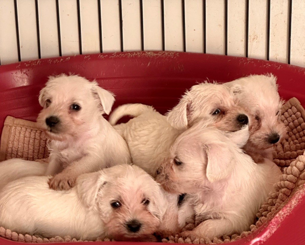 De Tierra Lemi - Chiots disponibles - Schnauzer miniature