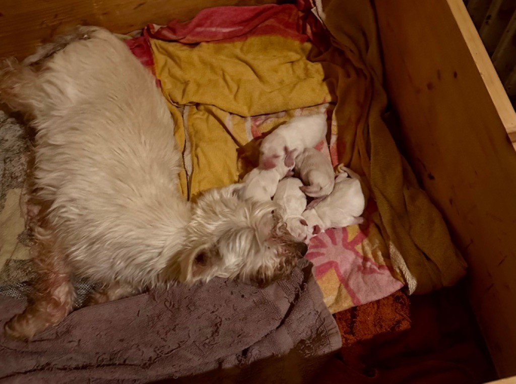 Chiot Schnauzer miniature De Tierra Lemi