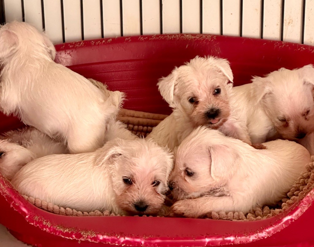 De Tierra Lemi - Chiots disponibles - Schnauzer miniature