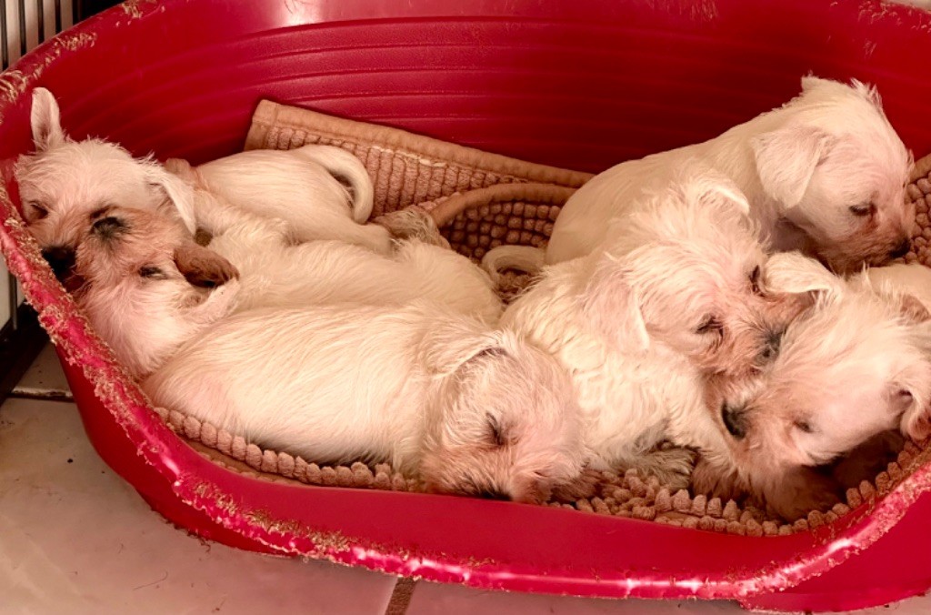 De Tierra Lemi - Chiots disponibles - Schnauzer miniature