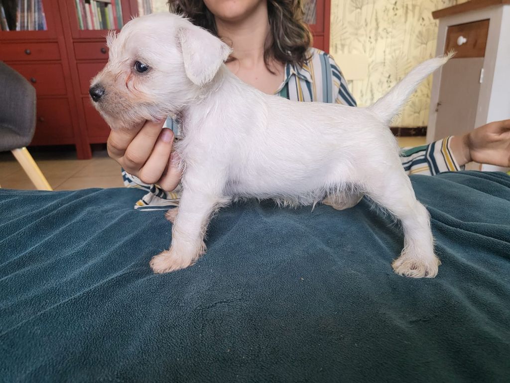 De Tierra Lemi - Chiots disponibles - Schnauzer miniature