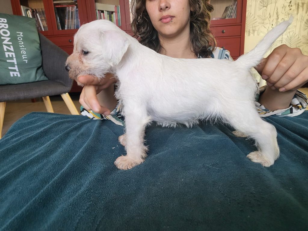 De Tierra Lemi - Chiots disponibles - Schnauzer miniature
