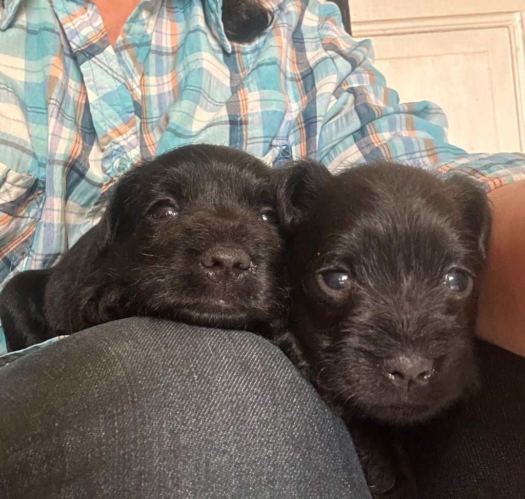 De Tierra Lemi - Schnauzer miniature - Portée née le 10/04/2025