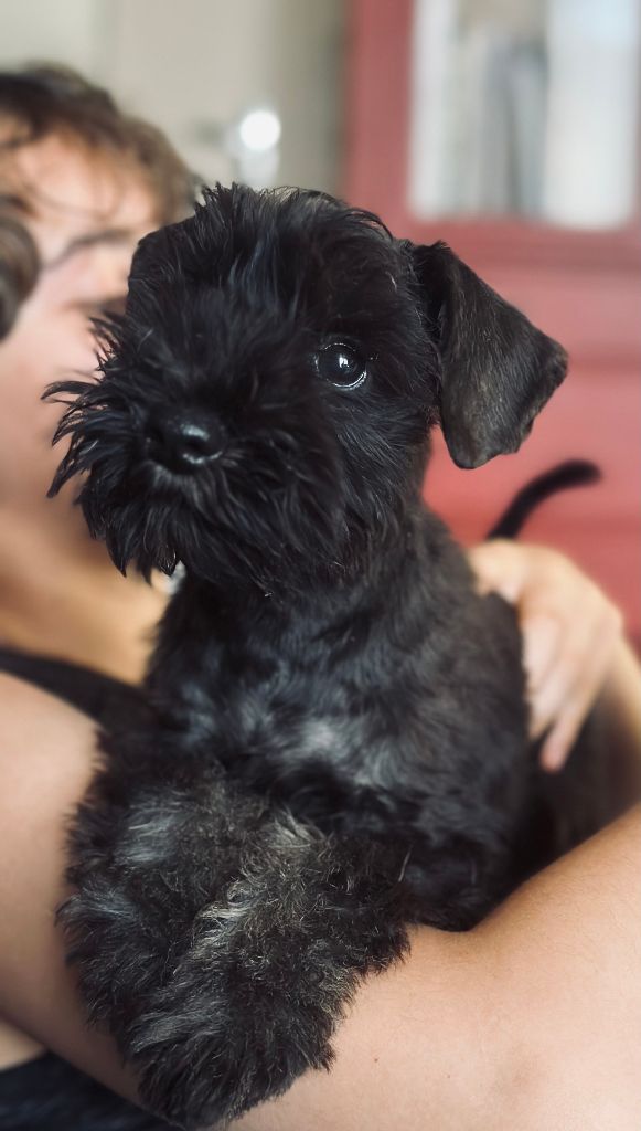 De Tierra Lemi - Schnauzer miniature - Portée née le 23/04/2023