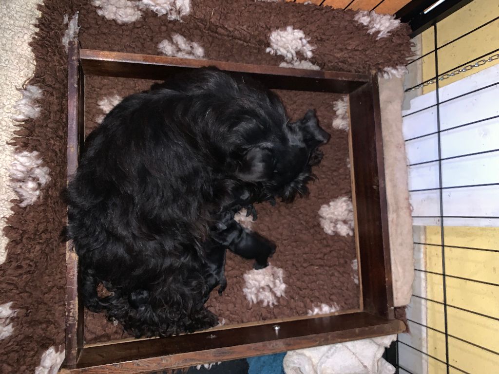 De Tierra Lemi - Schnauzer miniature - Portée née le 08/03/2022