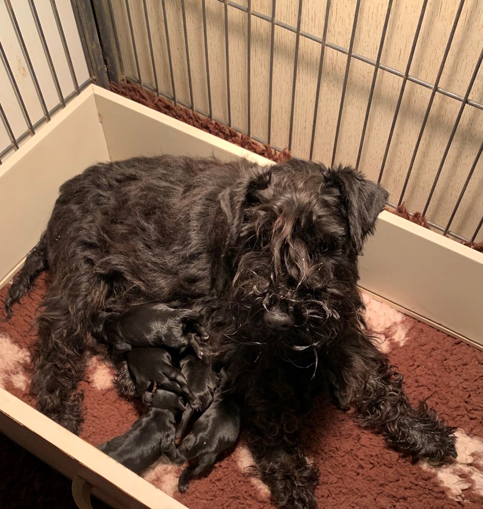 De Tierra Lemi - Schnauzer miniature - Portée née le 06/03/2022
