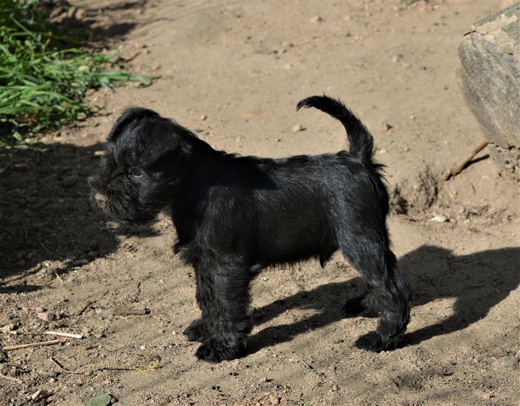 De Tierra Lemi - Schnauzer miniature - Portée née le 04/03/2023