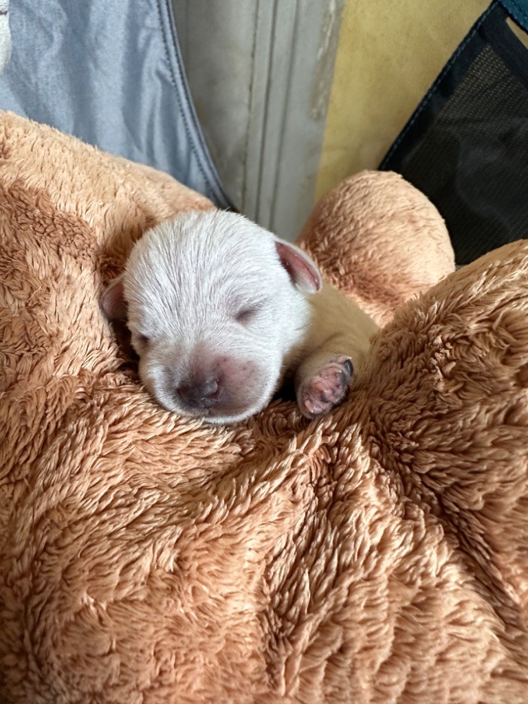 De Tierra Lemi - Chiots disponibles - Schnauzer miniature