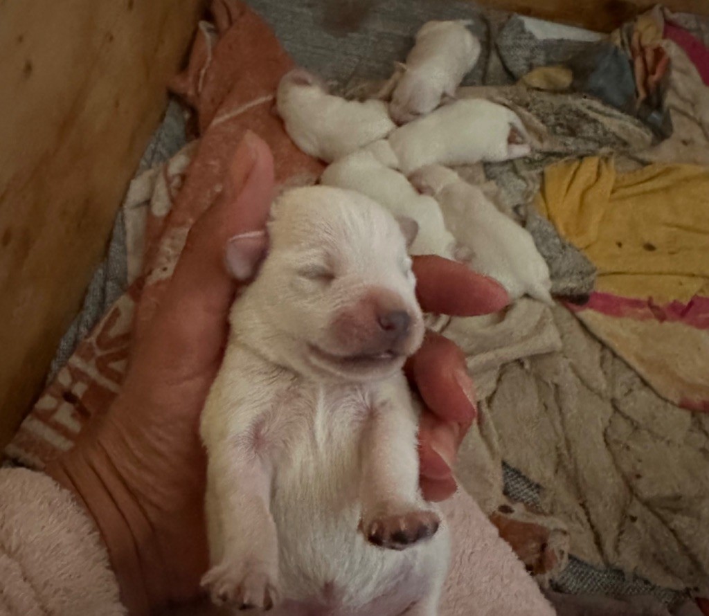 De Tierra Lemi - Chiots disponibles - Schnauzer miniature