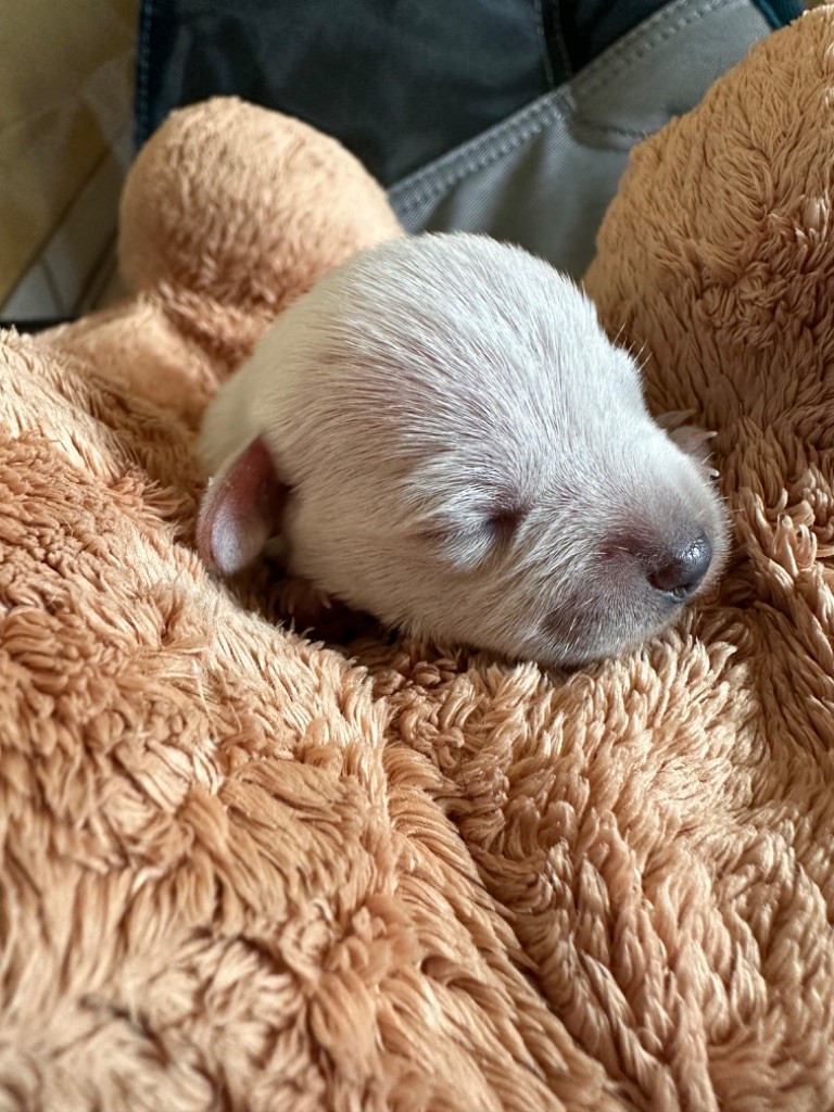 De Tierra Lemi - Chiots disponibles - Schnauzer miniature