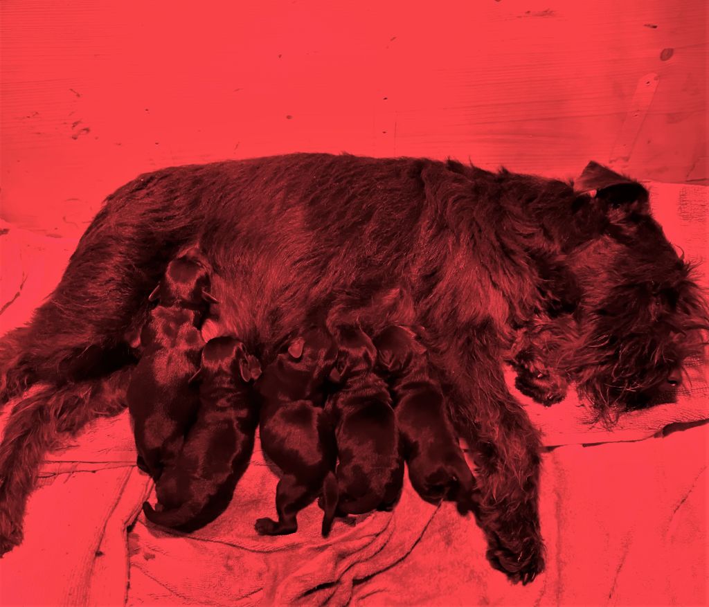 De Tierra Lemi - Schnauzer miniature - Portée née le 01/03/2024