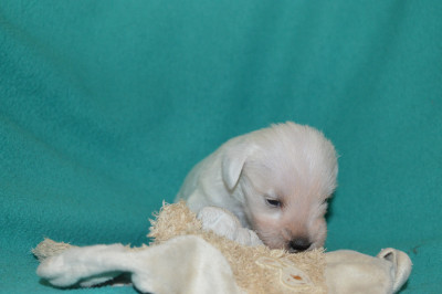 CHIOT 1