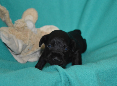 CHIOT 2