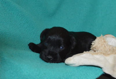 CHIOT 1