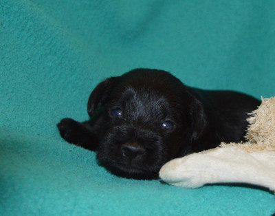 CHIOT 3