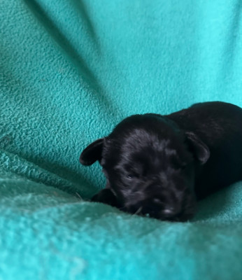 CHIOT 1