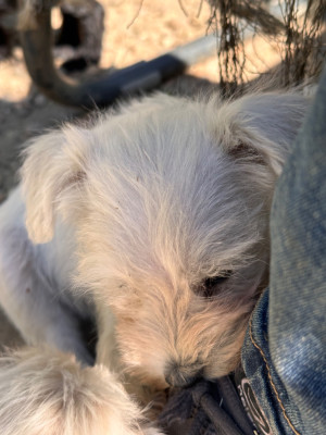 CHIOT 3