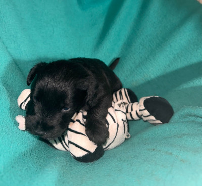 CHIOT 3