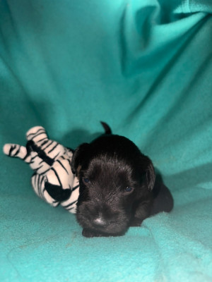 CHIOT 4