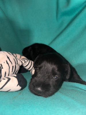 CHIOT 5