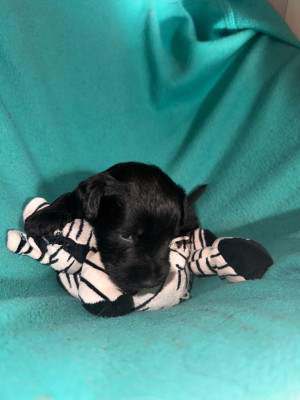 CHIOT 2
