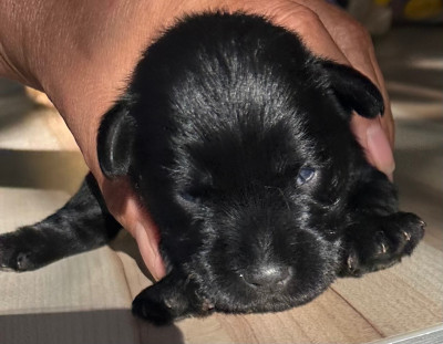 Chiot N°2