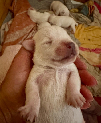 CHIOT 2