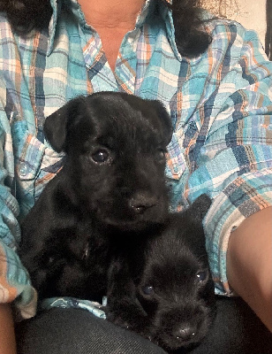 CHIOT 1