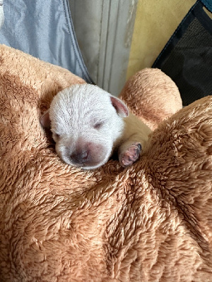 CHIOT