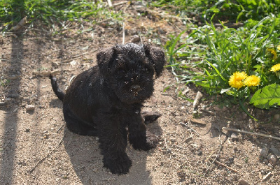CHIOT