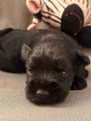 CHIOT 2