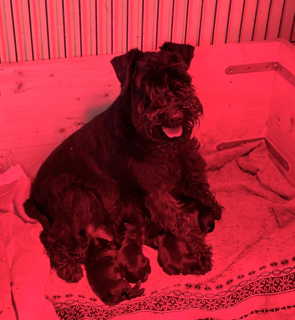 De Tierra Lemi - Schnauzer miniature - Portée née le 10/03/2024