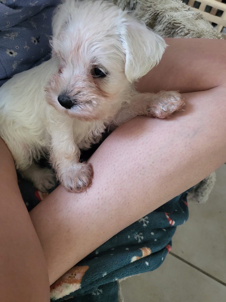 Chiot Schnauzer miniature De Tierra Lemi
