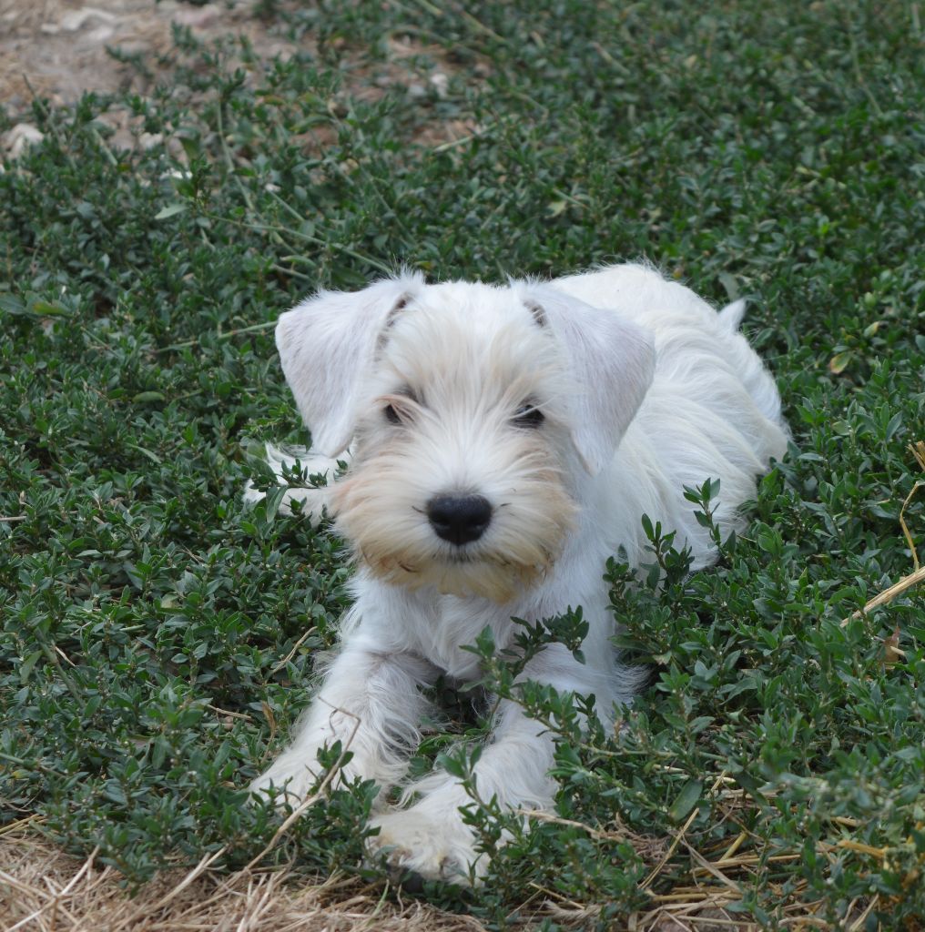 De Tierra Lemi - Chiots disponibles - Schnauzer miniature