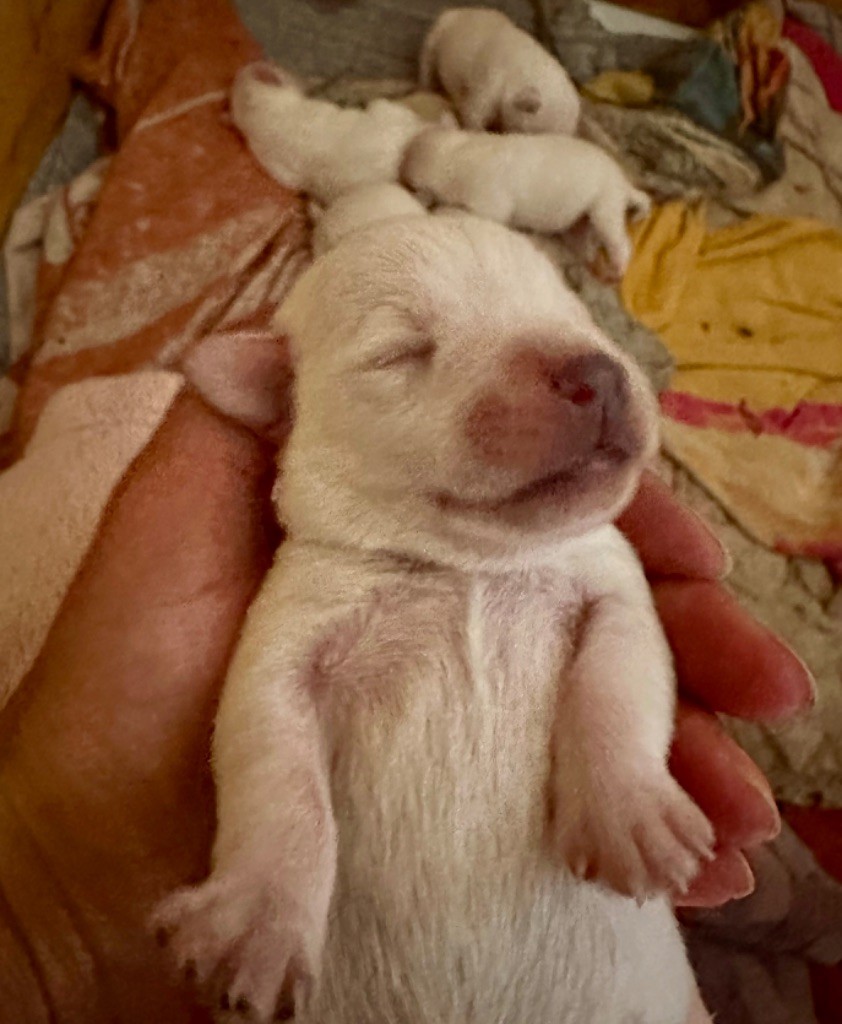 De Tierra Lemi - Chiots disponibles - Schnauzer miniature