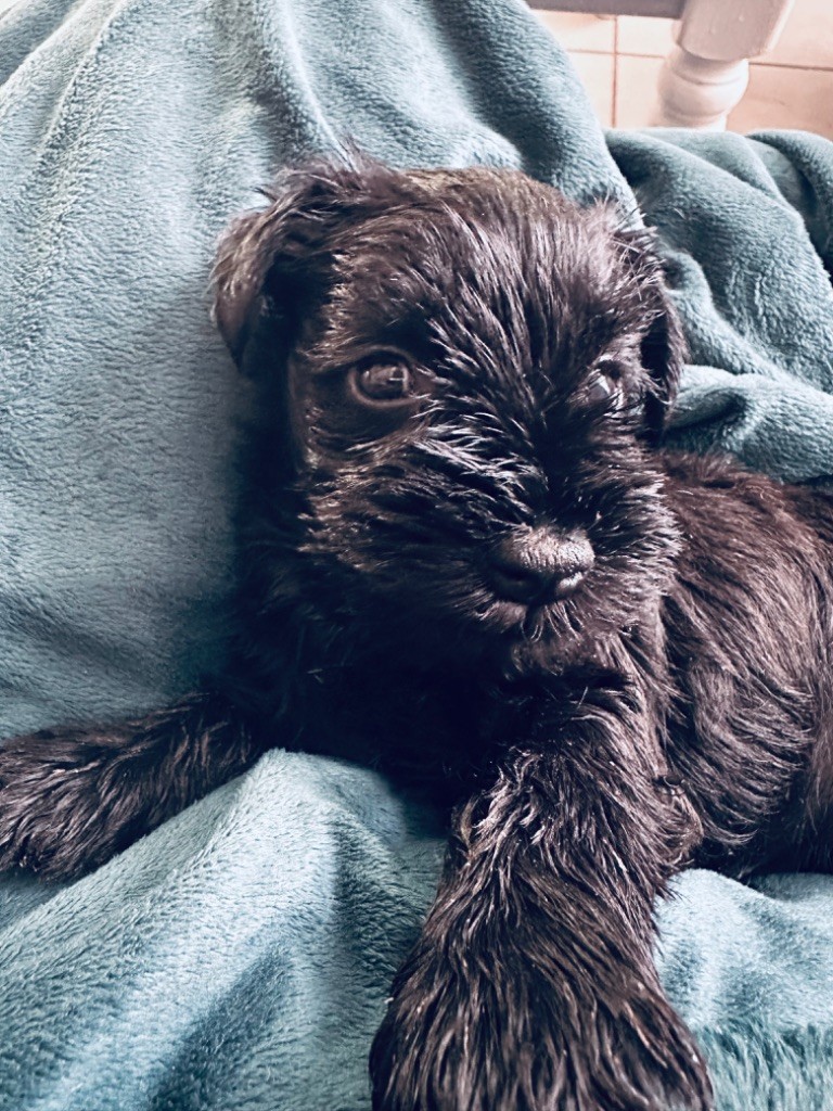 De Tierra Lemi - Schnauzer miniature - Portée née le 20/08/2024