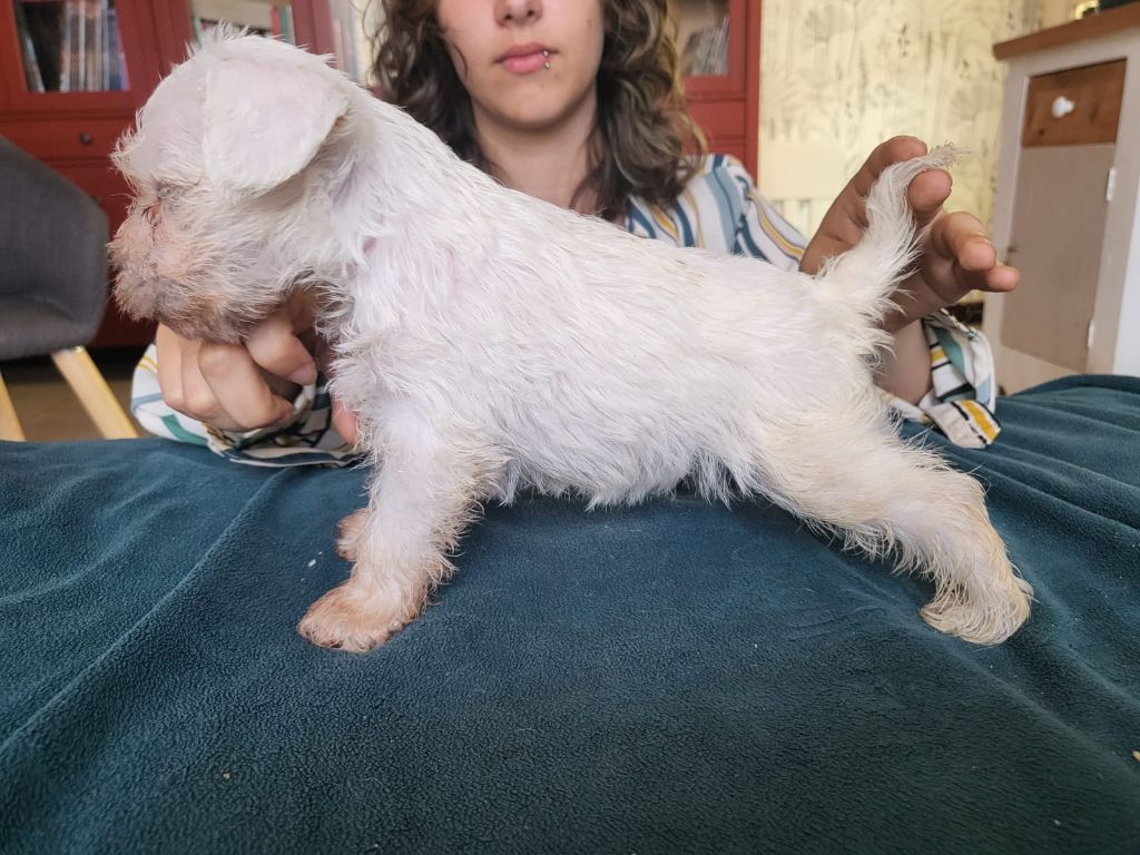 De Tierra Lemi - Chiots disponibles - Schnauzer miniature