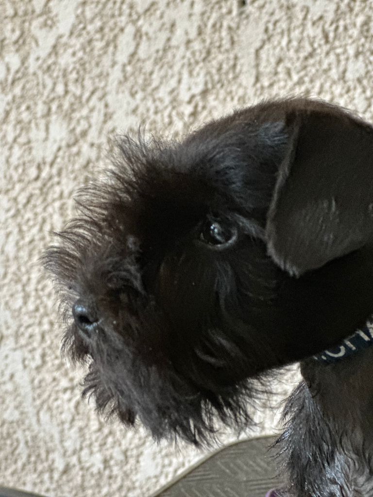 De Tierra Lemi - Schnauzer miniature - Portée née le 09/07/2024