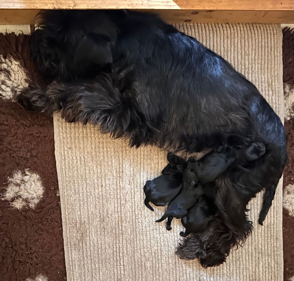 De Tierra Lemi - Schnauzer miniature - Portée née le 10/03/2024