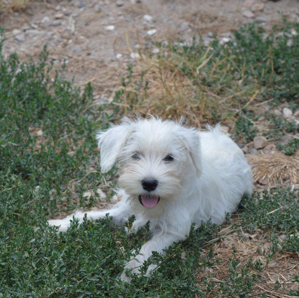 De Tierra Lemi - Chiots disponibles - Schnauzer miniature