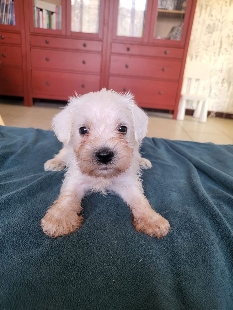 De Tierra Lemi - Chiots disponibles - Schnauzer miniature