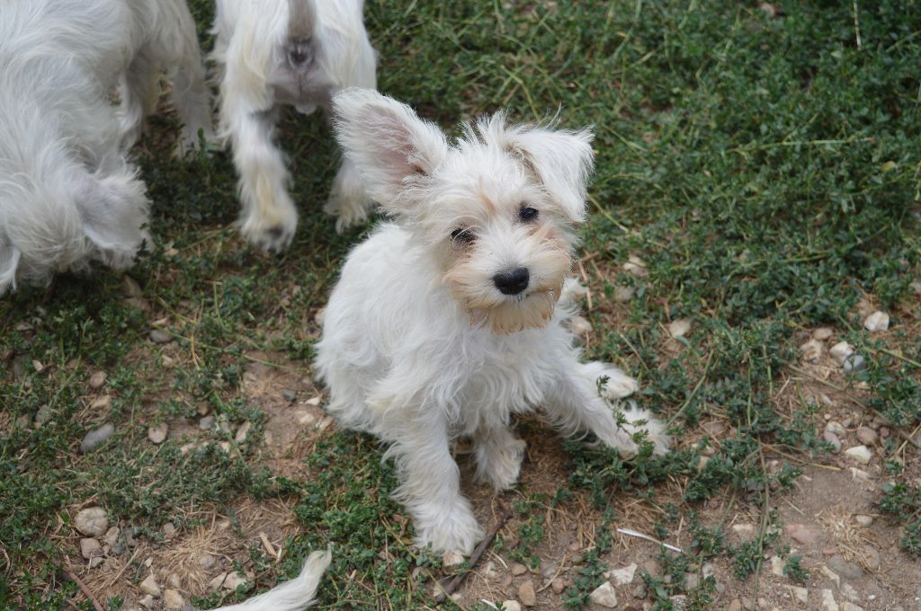 De Tierra Lemi - Chiots disponibles - Schnauzer miniature