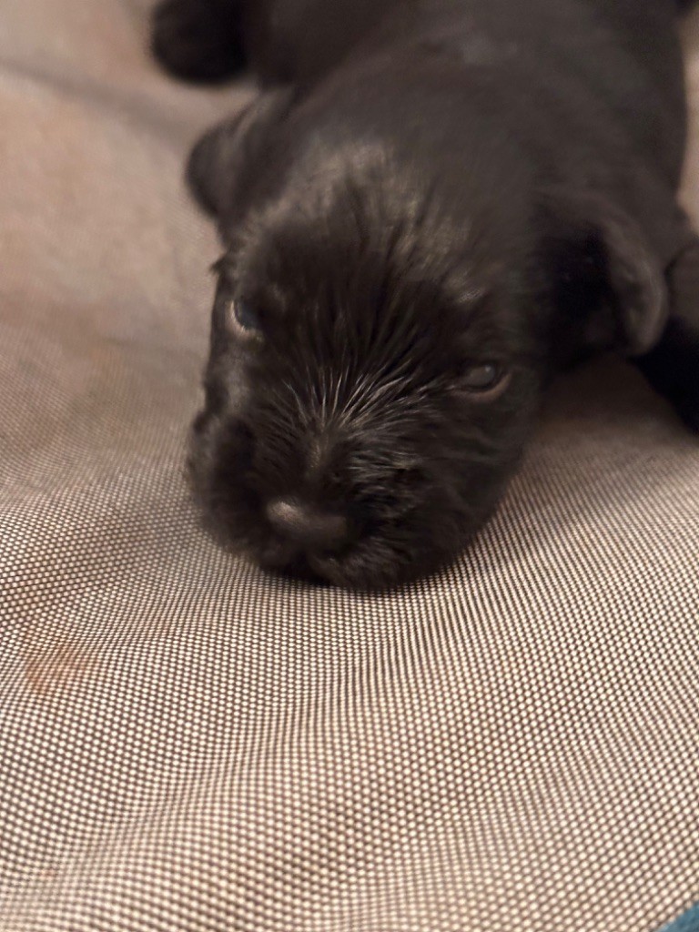 De Tierra Lemi - Schnauzer miniature - Portée née le 22/07/2025
