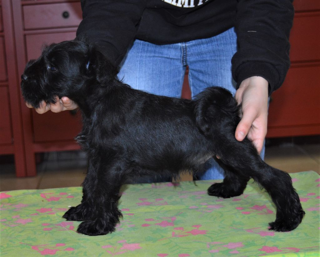 De Tierra Lemi - Schnauzer miniature - Portée née le 12/03/2023