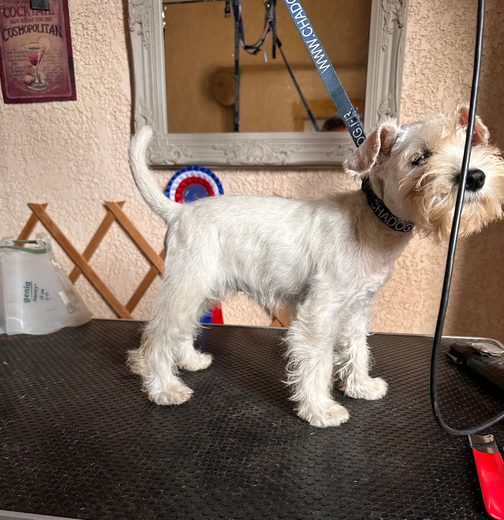 De Tierra Lemi - Chiots disponibles - Schnauzer miniature