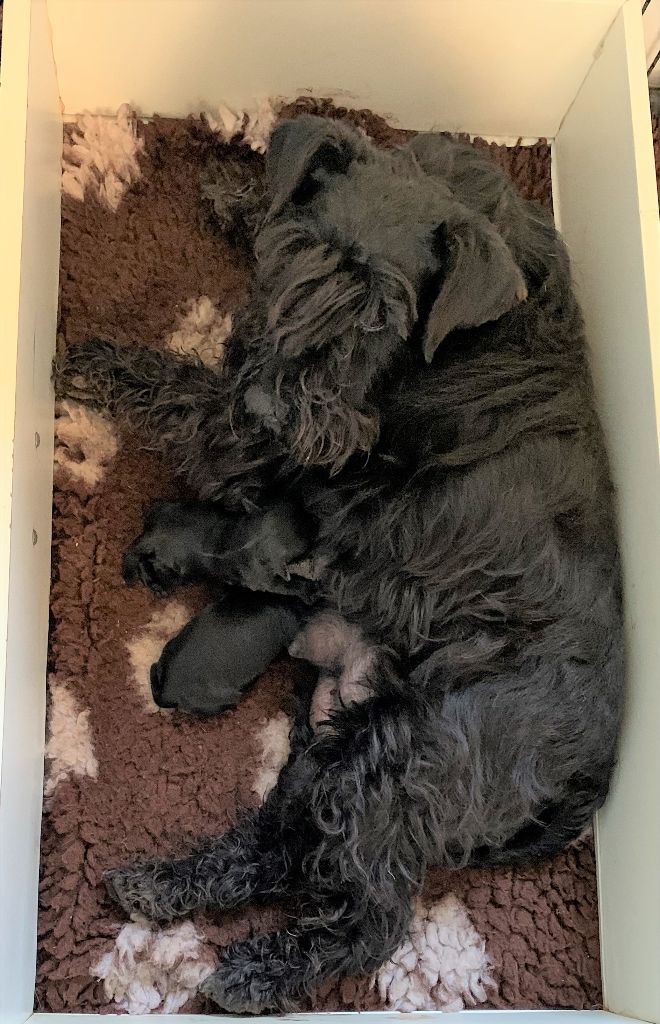 De Tierra Lemi - Schnauzer miniature - Portée née le 30/04/2022