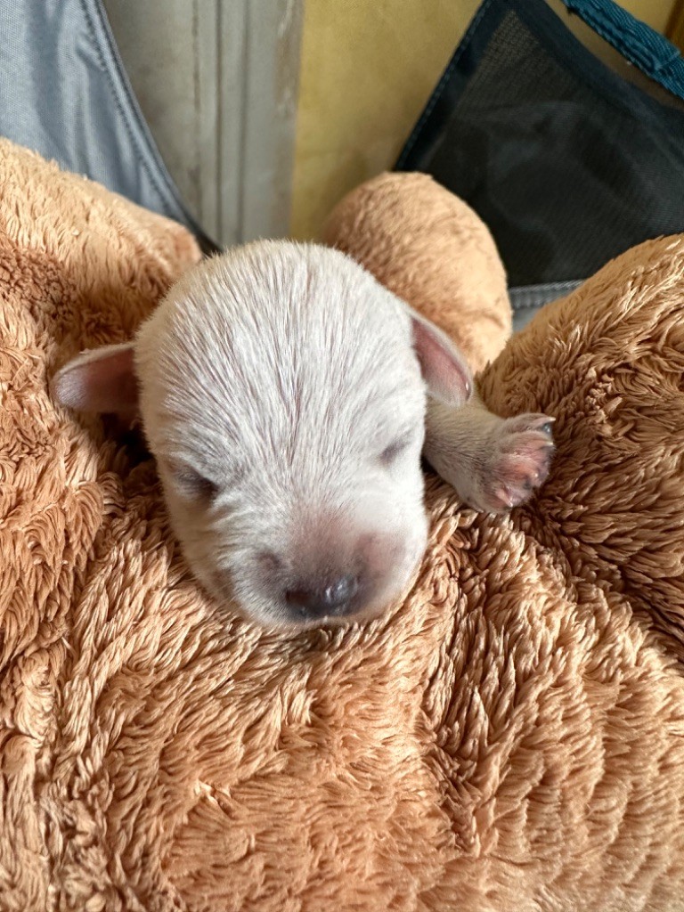 De Tierra Lemi - Chiots disponibles - Schnauzer miniature