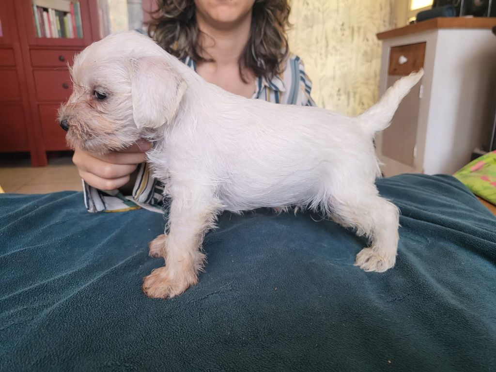 De Tierra Lemi - Chiots disponibles - Schnauzer miniature
